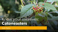 Know your invasives: Cotoneasters